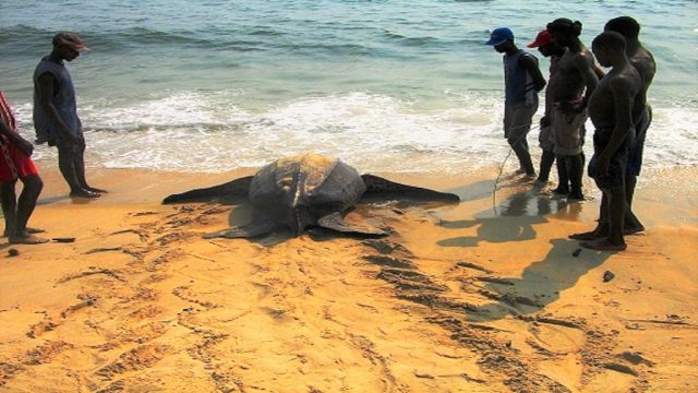 Leatherback being released